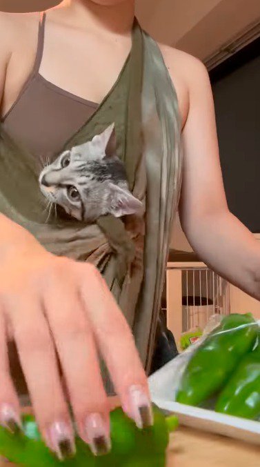 子猫を抱っこ紐の中に入れて、ご飯の準備を進める女性