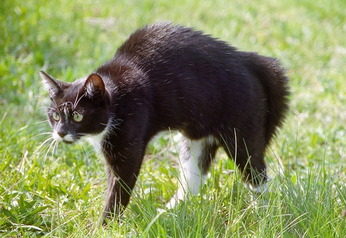 緊張している猫