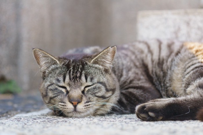 眠る猫の写真