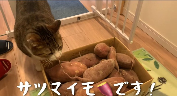 匂いを嗅ぐ猫