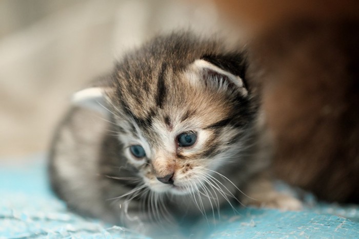 生後数日の子猫