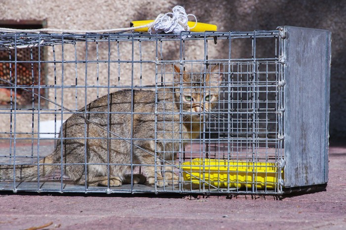 捕獲器内の猫