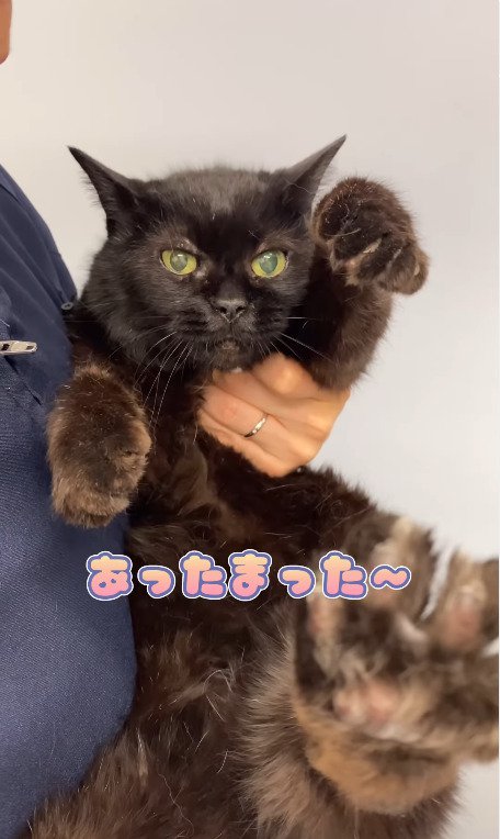 あったまった猫