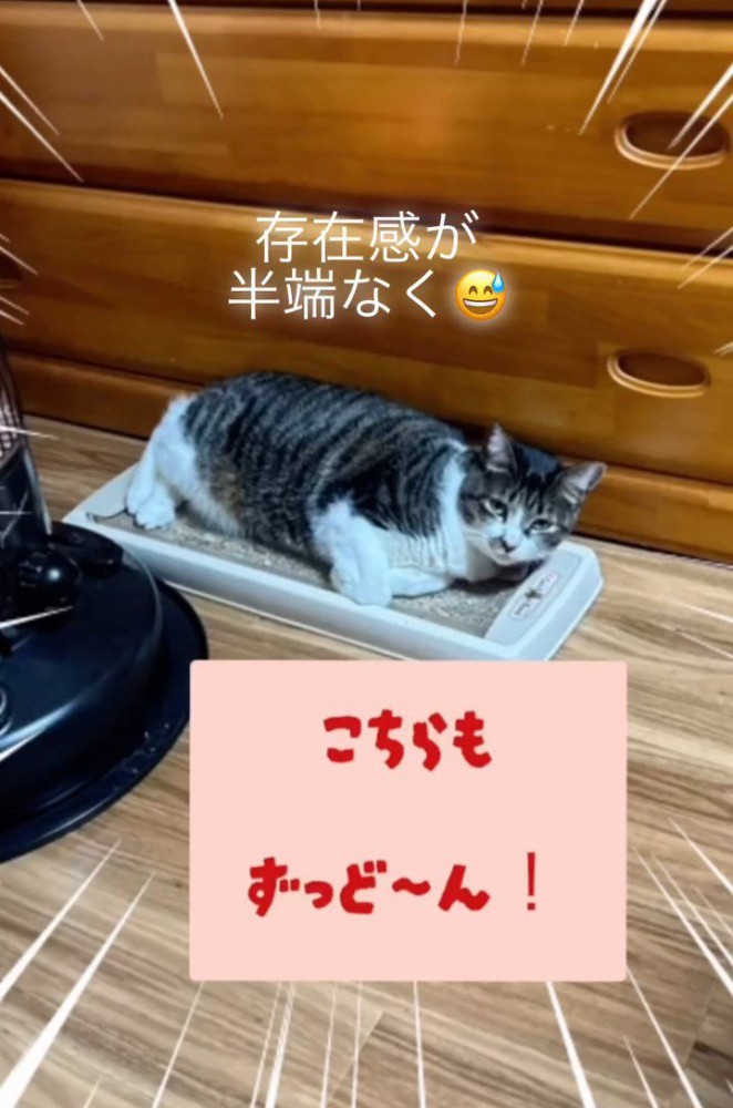 寝そべってカメラを見る猫