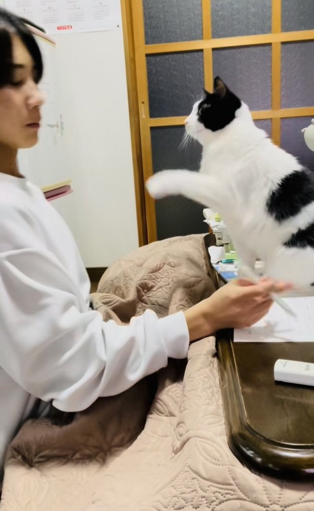 お兄ちゃんが勉強する机に乗り猫パンチするハチワレ猫