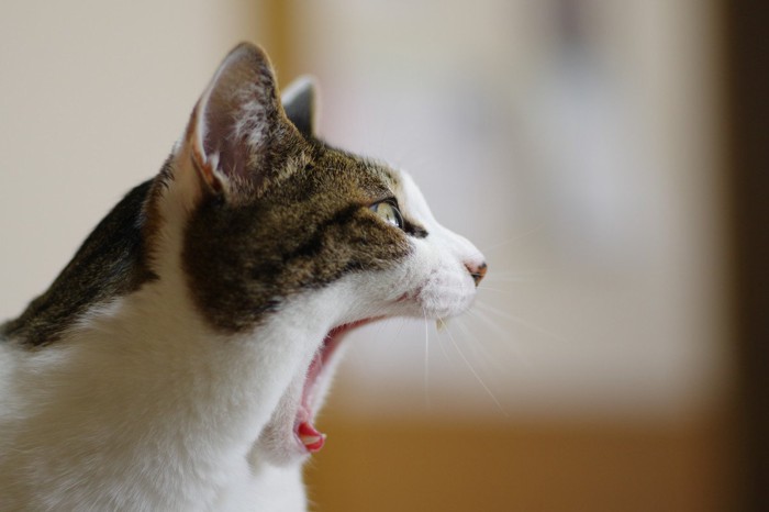 目を開けてあくびをする猫の横顔