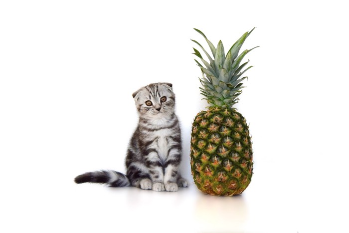 パイナップルの隣に座っている猫