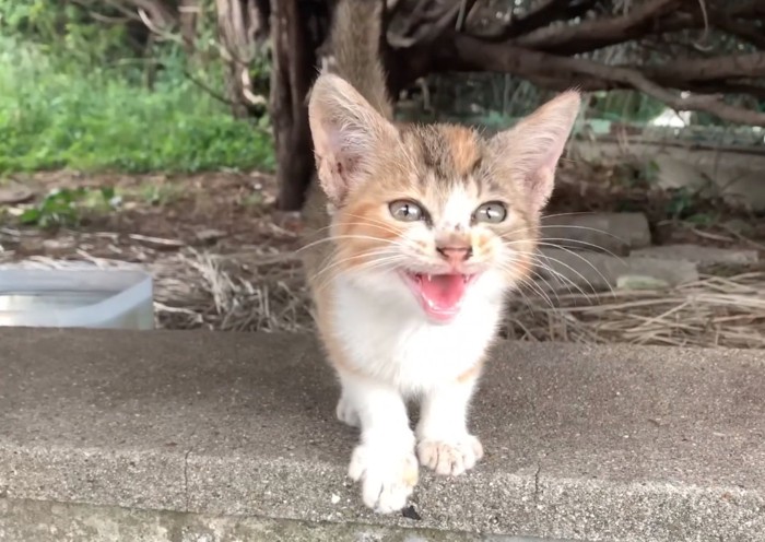 必死に鳴く子猫
