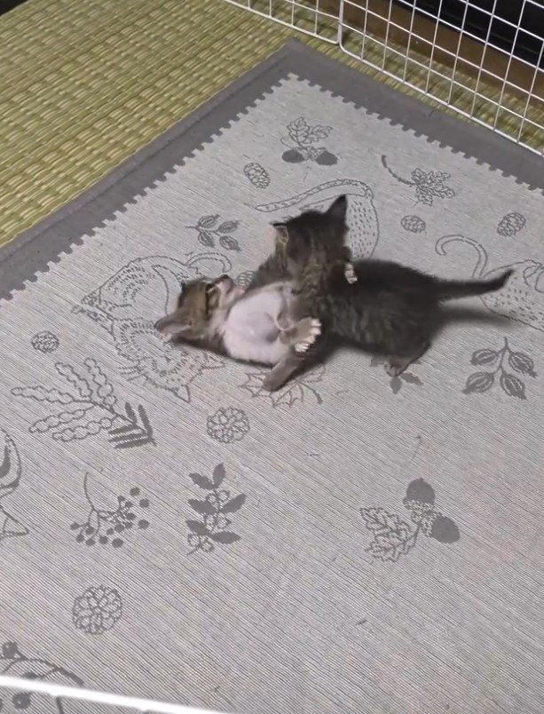 ニャンプロする2匹