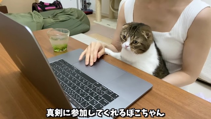 抱っこされる猫