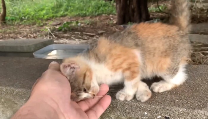 撫でてもらう子猫