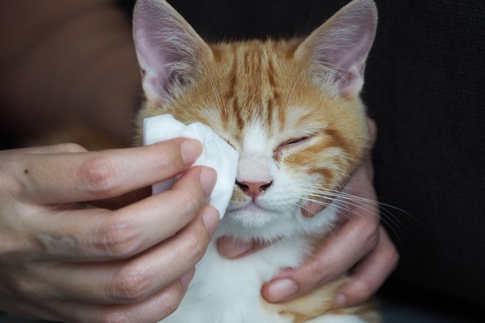 コットンで目をふいてもらう鼻水の子猫