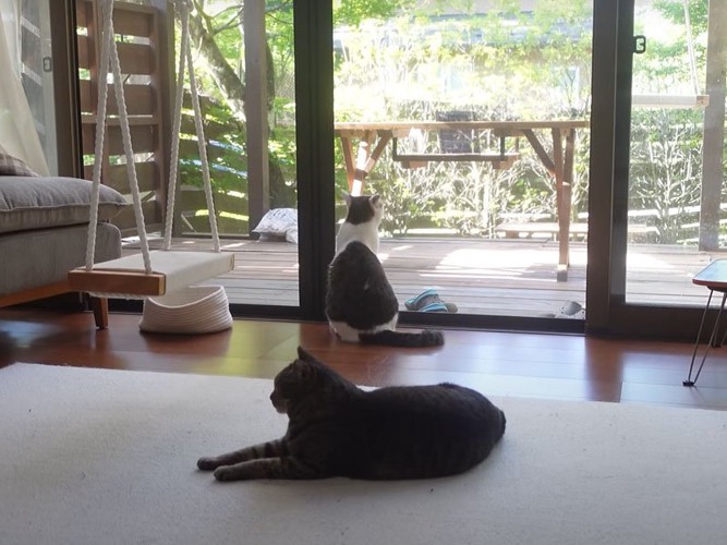くつろぐ猫たち