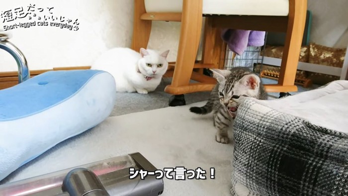 シャーと鳴いて威嚇する子猫