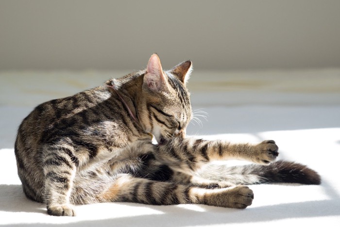 毛繕いをする猫