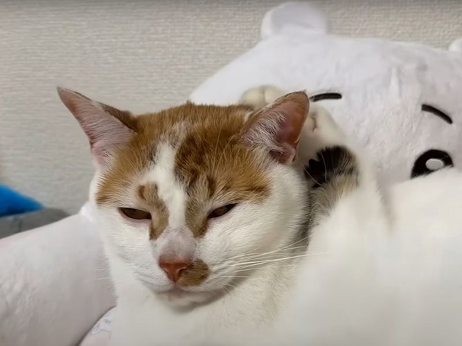 顔に手を置かれる猫