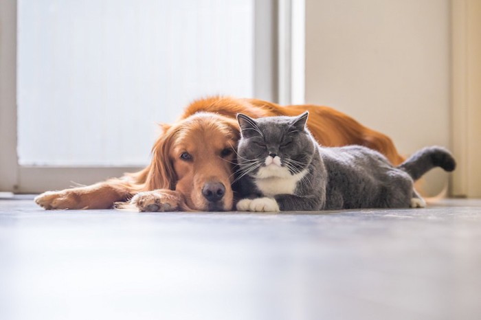 犬に寄り添って一緒に眠る猫