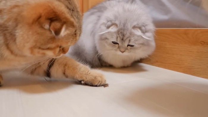 虫を前足でチョンチョンとする茶色の短毛猫