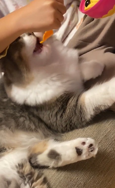 おもちゃのフォークに食べるふりをするスコティッシュフォールド