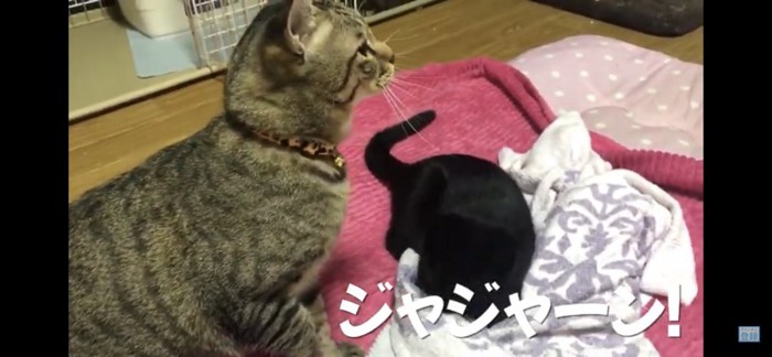 二匹の猫