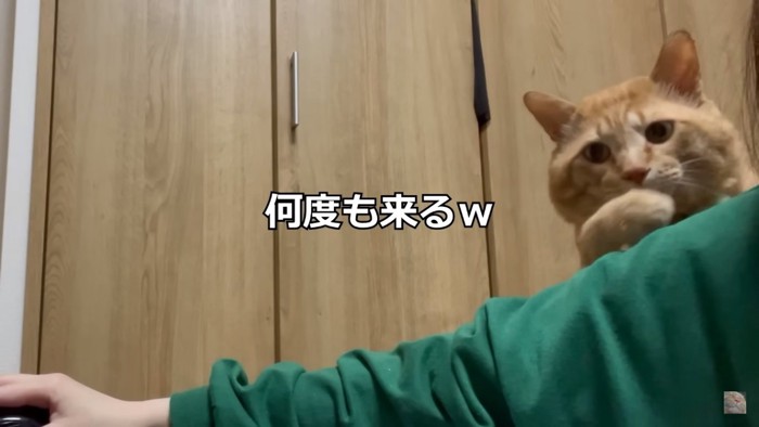 何度でも来る猫