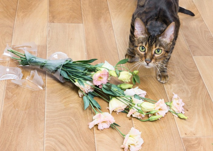 壊れた花瓶と猫