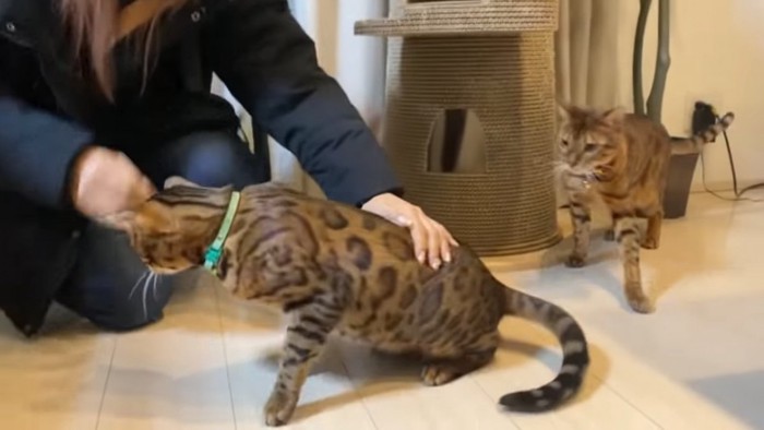 なでられる緑色の首輪の猫