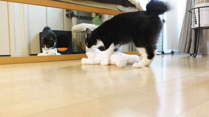 ぬいぐるみをなめてあげるチコちゃん