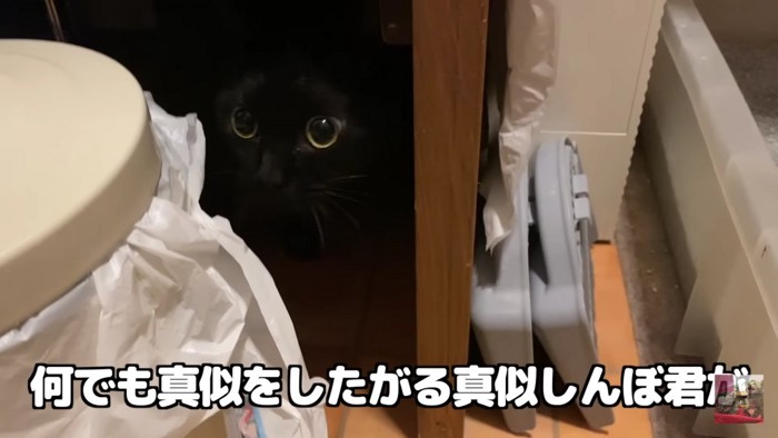 暗がりの黒猫