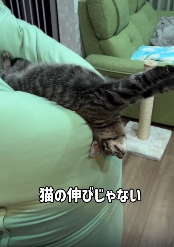 ソファでのびをする猫