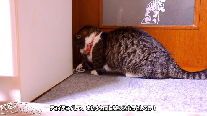 おもちゃを触る猫