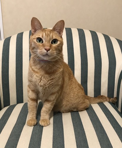 おすわりする猫