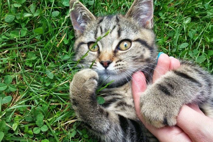 猫と遊んでいる手 