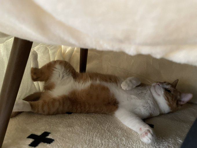 こたつで寛ぐ猫