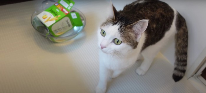 部屋から出ていこうとしている猫