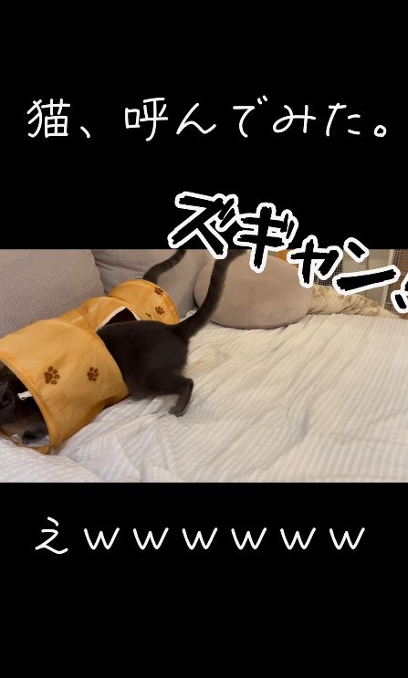 完全に入り込む2匹の猫