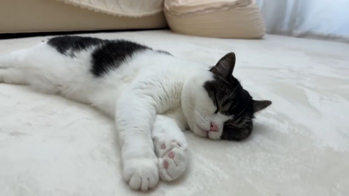 寝転がる黒白の猫