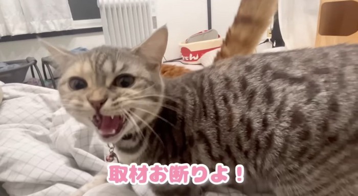 鳴き声を上げる猫