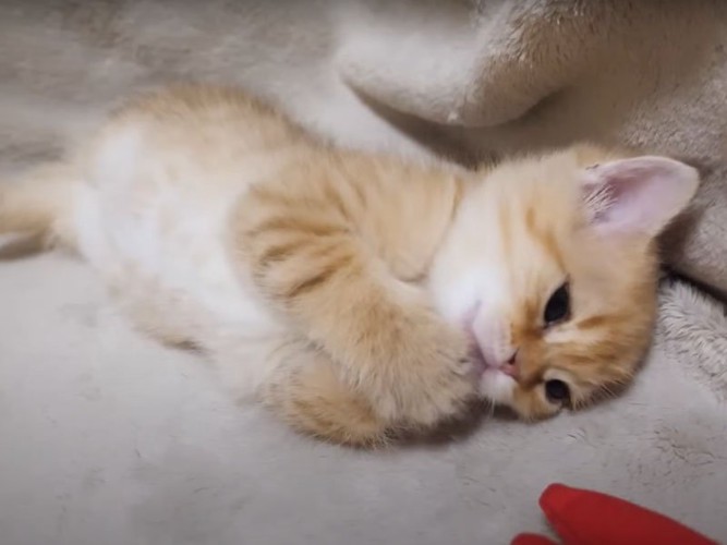 寝転がる子猫