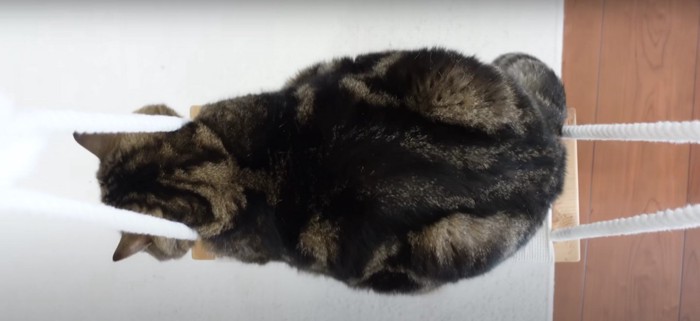 ブランコでくつろいでいる猫