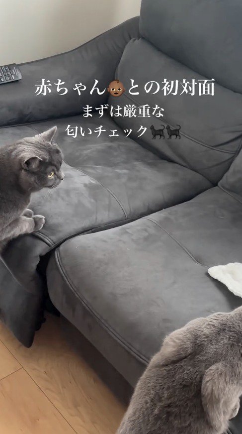 離れた場所から赤ちゃんを見つめる黒い猫