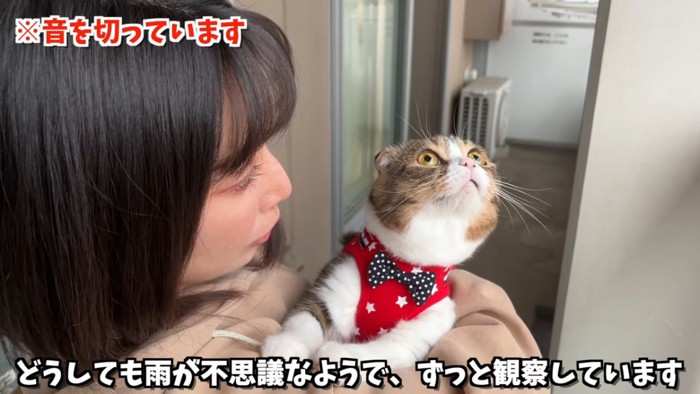 抱っこされて上を見る猫