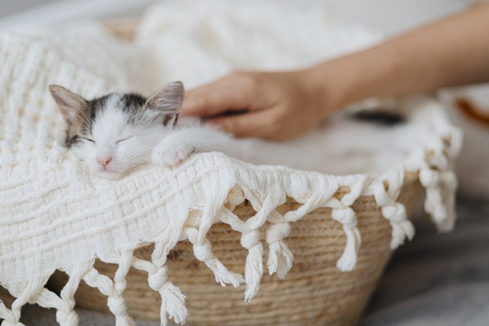 睡眠中に撫でられている子猫