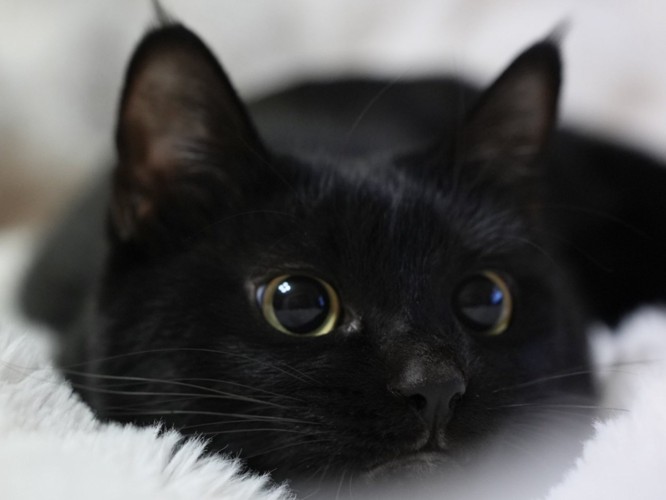目をまん丸にして毛布に顔をうずめている黒猫