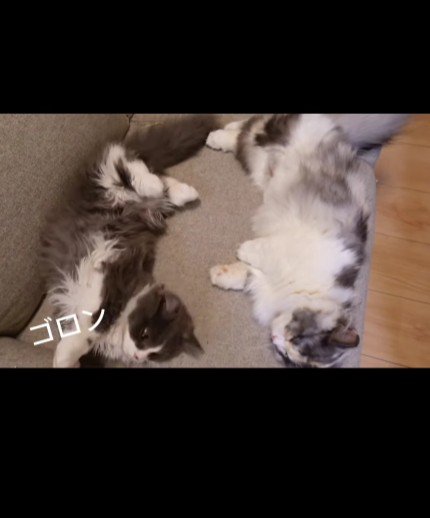 ソファに寝転がる2匹の猫