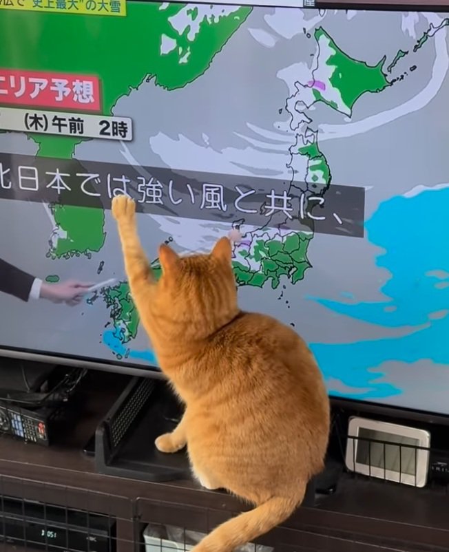 テレビを触る麦ちゃん