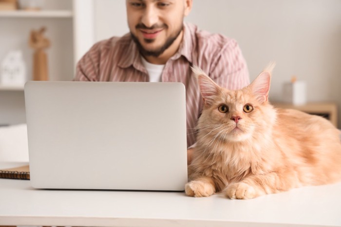 PCで仕事する男性と猫