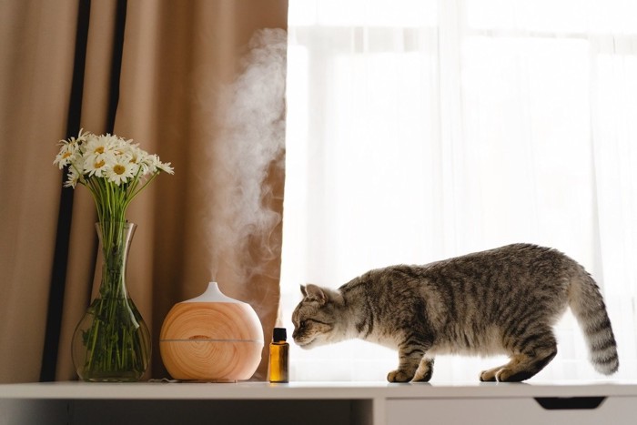 触られるのを嫌がる猫