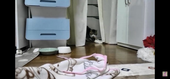 カーテンの裏にいる猫