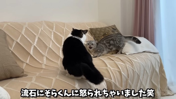 威嚇する縞模様の猫